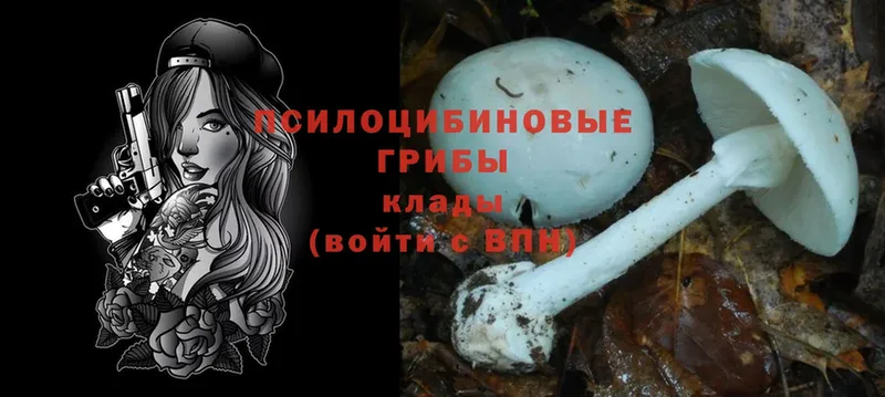 Псилоцибиновые грибы Psilocybe  как найти   Всеволожск 